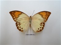 藏品(橙端粉蝶)的圖片